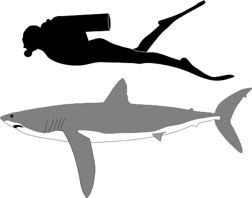 Longfin mako shark